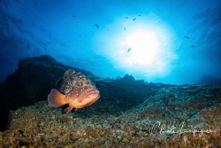 Grouper of El Hierro . by Claude Lespagne 